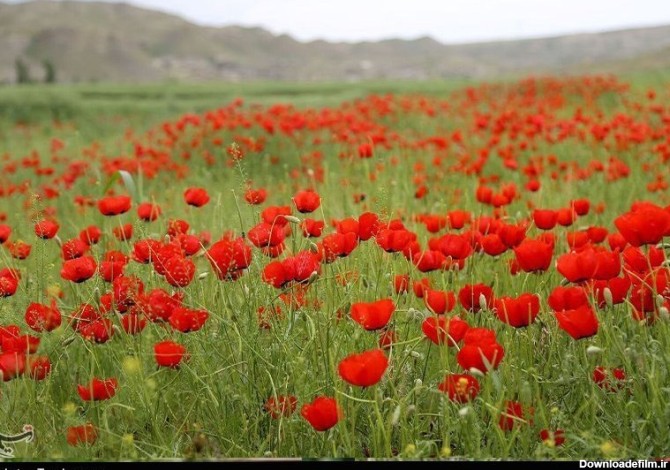 گل های بهاری طبیعت زیبای ایلام به روایت تصویر - تسنیم