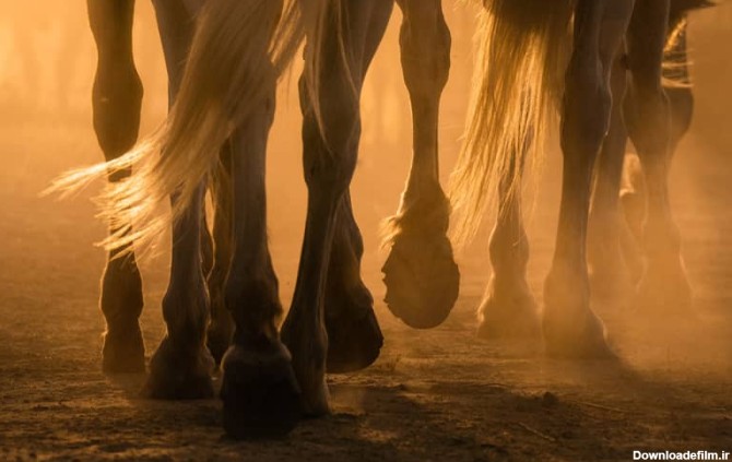 تصویری از پاهای اسب های کامارگ