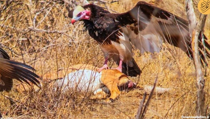 فرارو | (ویدئو) رقابت عقاب، لاشخورها و شیرها بر سر لاشه ایمپالا