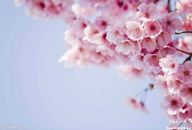 50 عکس شکوفه گیلاس بهاری با کیفیت بسیار بالا