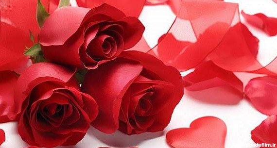 عکس گل رز قرمز و عاشقانه برای پروفایل | تبادل نظر نی نی سایت