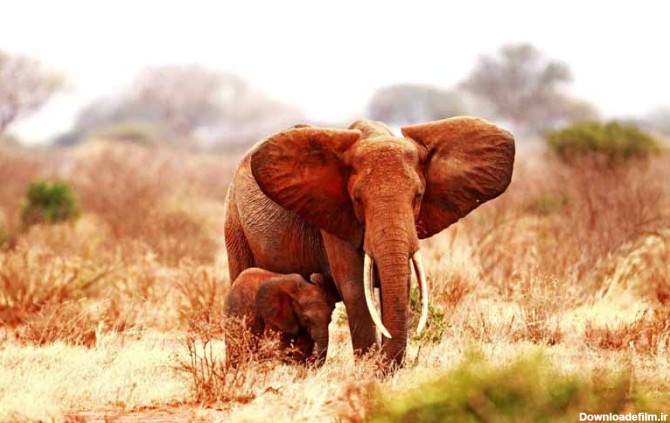 تصویر فیل های آفریقایی