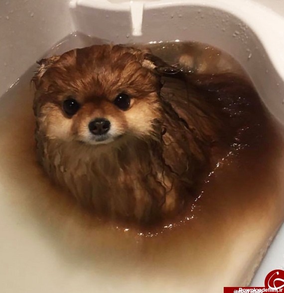 ذوب شدن باور نکردنی سگ پشمالو در آب