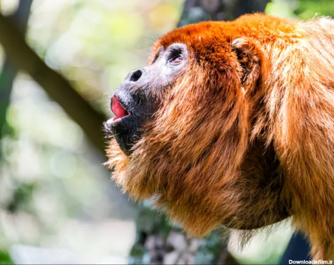 پر سر و صدا ترین حیوانات دنیا را بشناسید + عکس - اقتصاد آنلاین