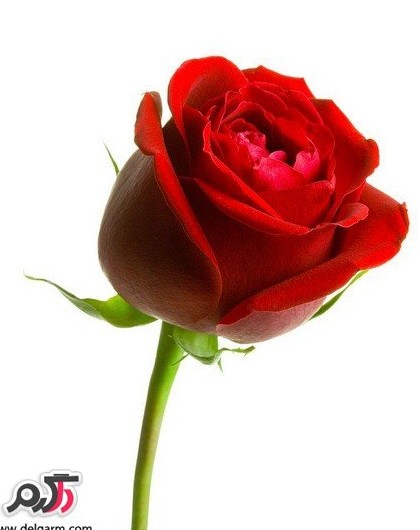 عکس گل رز قرمز عاشقانه زیبا و جذاب