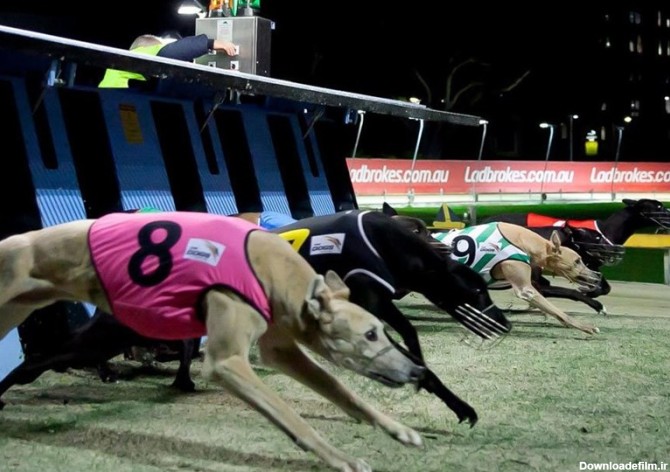 تصاویر/مسابقه سگ‌های تازی در استرالیا