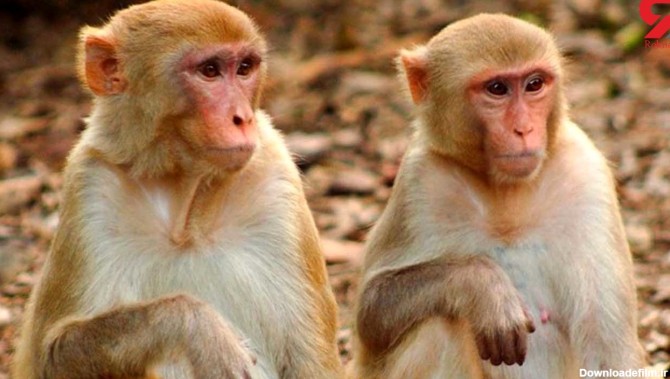 ببینید فیلم حمله دردناک میمون مادر به یک بچه میمون برای انتقام فرزندش!