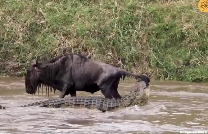 ببینید | نجات حیرت انگیز گوزن یالدار از دهان تمساح غول پیکر