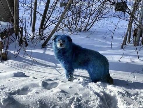 عکس/ عجیب اما واقعی؛ سگ‌های آبی رنگ در نزدیکی شهر دزرژینسک ...