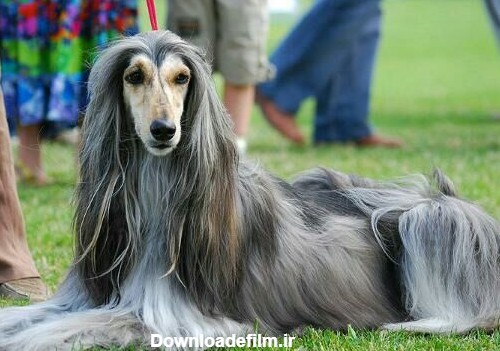 پادشاه سگ ها با موهای بلند ابریشمی +تصاویر