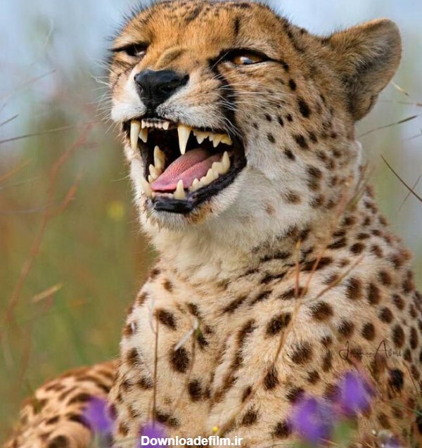عکس خنده یوزپلنگ از ته دل - جهان نيوز