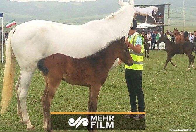 جشنواره زیبایی "اسب ترکمن"