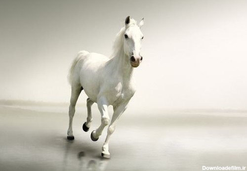 مجموعه عکس اسب سفید در برف (جدید)