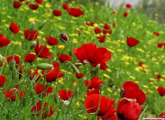 طبیعت زیبا همراه با گل‌های رنگارنگ در "اوز" تصاویر