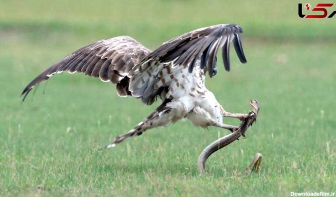 عکس های شگفت انگیز از شکار مار توسط عقاب