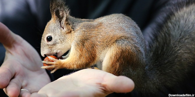 غذای سنجاب چیست