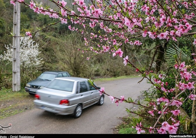 شکوفه های بهاری - گیلان- عکس خبری تسنیم | Tasnim
