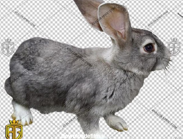 عکس خرگوش طوسی