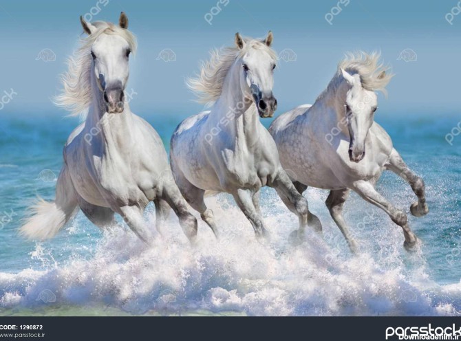 سه اسب سفید اجرا چهار نعل در امواج در اقیانوس 1290872