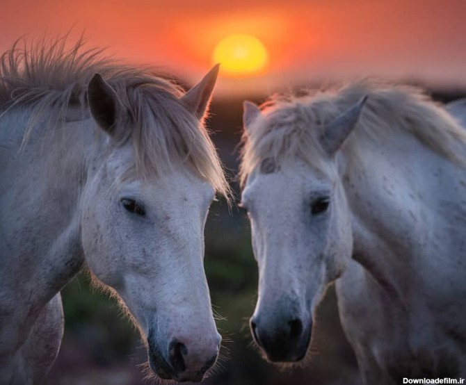 دو اسب کامارگ در زمان غروب خورشید