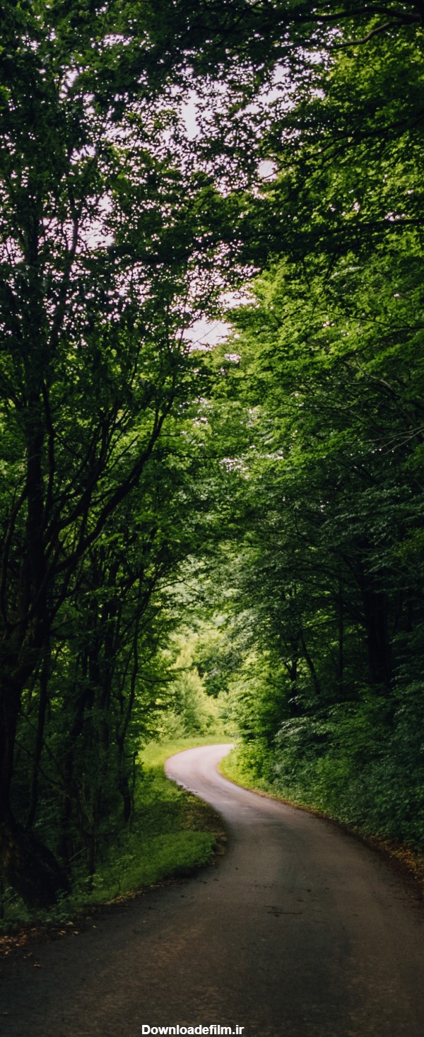 عکس تصویر زمینه جنگل