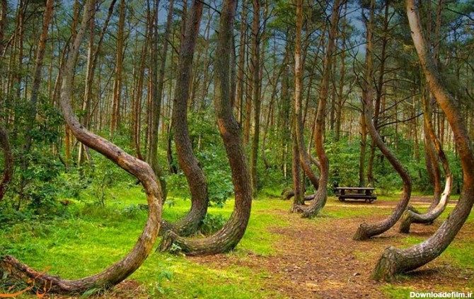 عکس های جنگل جادویی
