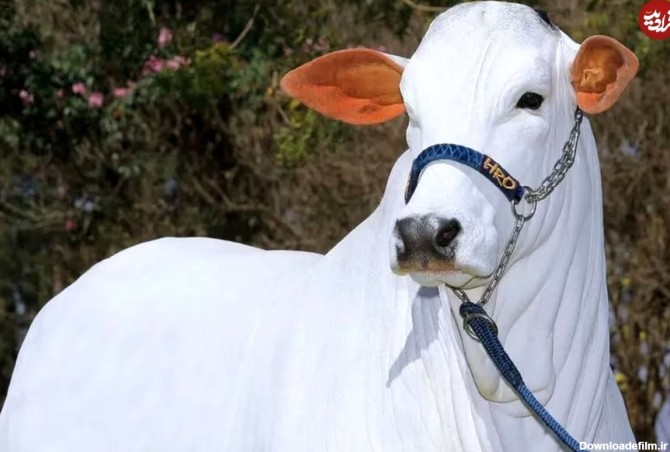 گران‌ترین گاو جهان با قیمت باورنکردنی۲۰۰ میلیارد تومان!/ تصاویر