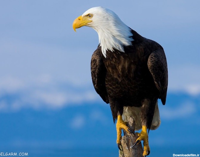 60 عکس دیدنی عقاب مظهر قدرت در آسمان ها