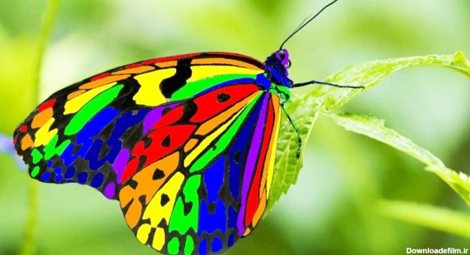 10 تا از زیباترین پروانه های جهان که هوش از سر می برد + تصاویر