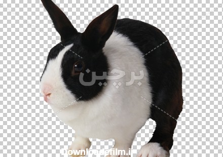 Borchin-ir-rabbit png photo دانلود عکس خرگوش خانگی سفید مشکی بصورت دوربری شده۲