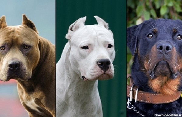 فرارو | خطرناک‌ترین و آرام‌ترین نژاد سگ‌ها کدامند؟
