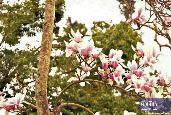 تصاویری تماشایی از زیبایی‌های فصل بهار و شکوفه‌های درختان در گیلان ...