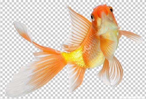 Borchin-ir-Gold fish quality large PNG photo_03 عکس لایه باز ماهی قرمز عید نوروز۲