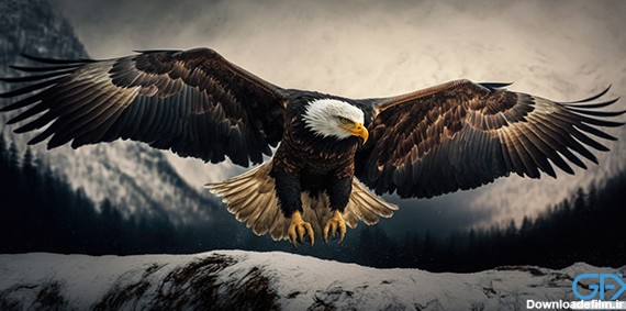 30 عکس عقاب  خرید و دانلود بهترین عکس های عقاب با کیفیت