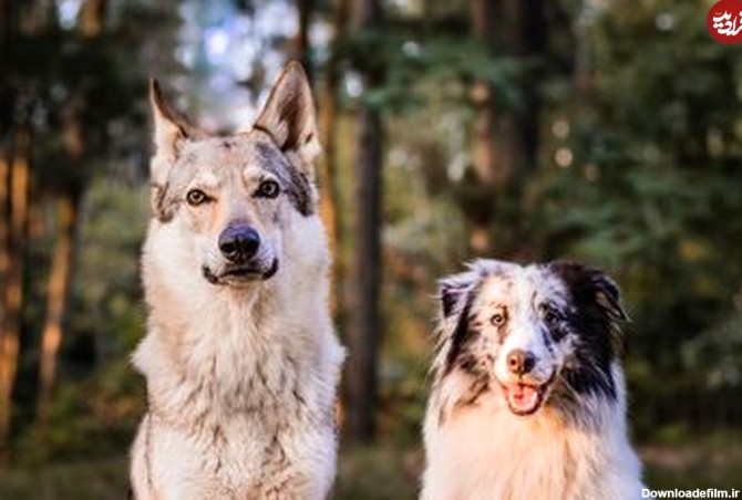 عکس) نتیجه یک تحقیق جالب؛ آیا سگ‌ها از گرگ‌ها باهوش‌تر هستند؟
