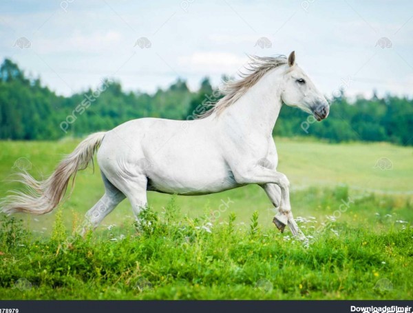اسب سفید زیبا در حال اجرا در زمینه تابستان 1178979