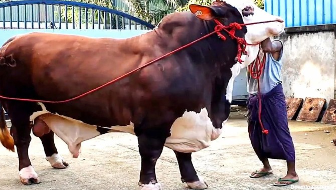 ویدئو) 20 گاو نر بزرگ جهان از نژادهای مختلف که شما را شگفت زده می کنند