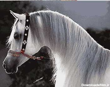 اسب ترکمن - فرش دارگل