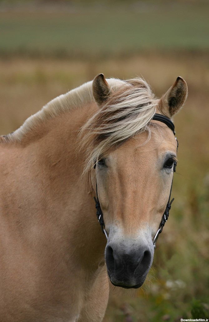 عکس اسب در دشت - مسترگراف