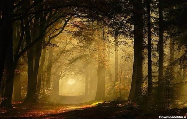 جنگل های رویایی :: دنیای زیبای اطراف من