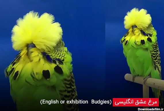 مرغ عشق انگلیسی (English or exhibition  Budgies) - چیکن دیوایس