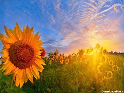 دانلود فایل با کیفیت تصویر گل آفتابگردان زرد بزرگ