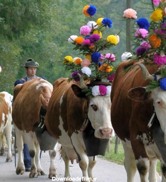 تصاویر جشن ییلاق گاوهای فرانسوی را ببینید | فایندز