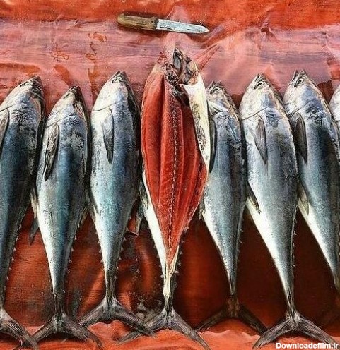 قیمت انواع ماهی و میگو خلیج‌فارس در استان بوشهر+ جدول | خبرگزاری فارس