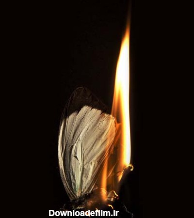 مجموعه عکس پروفایل شمع و پروانه زیبا و غمگین | ستاره