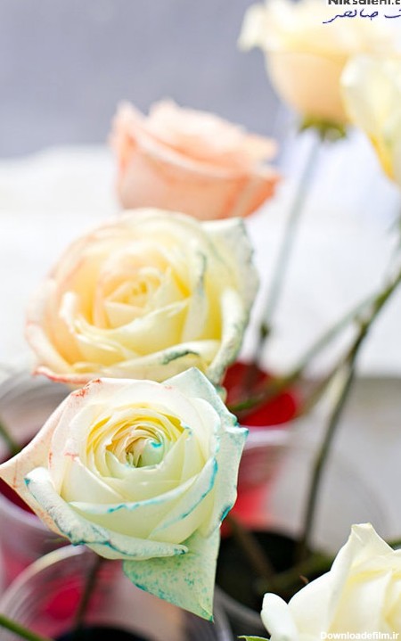 روش تبدیل گل های رز سفید به گل های رنگی +عکس