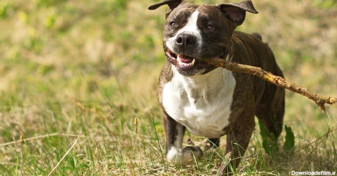 فرارو | معرفی ۱۰ نژاد سگ عضلانی فوق العاده قدرتمند