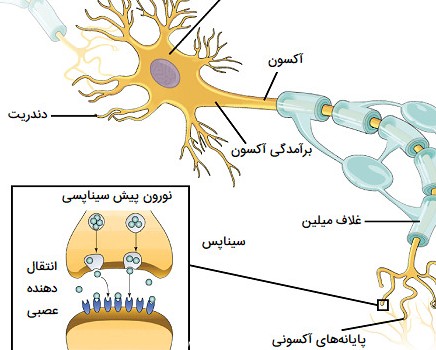 ساختار سلول عصبی
