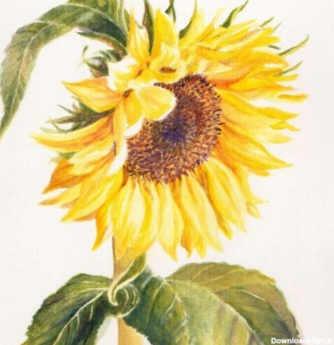 خرید و قیمت نقاشی گل آفتاب گردان | ترب