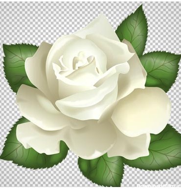 فایل دوربری شده گل رز سفید (png)